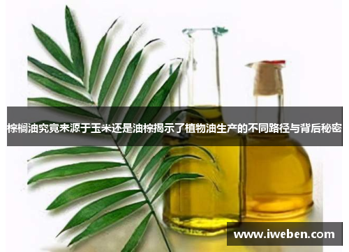 棕榈油究竟来源于玉米还是油棕揭示了植物油生产的不同路径与背后秘密